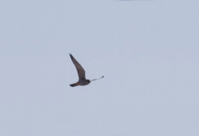 Red-footed Falcon