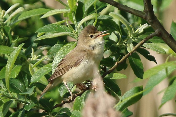 Marsh Warbler