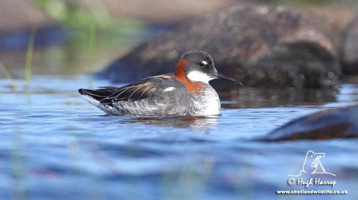 Red-necked Phalarope