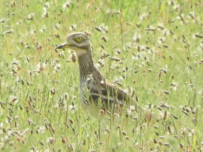 Stone Curlew