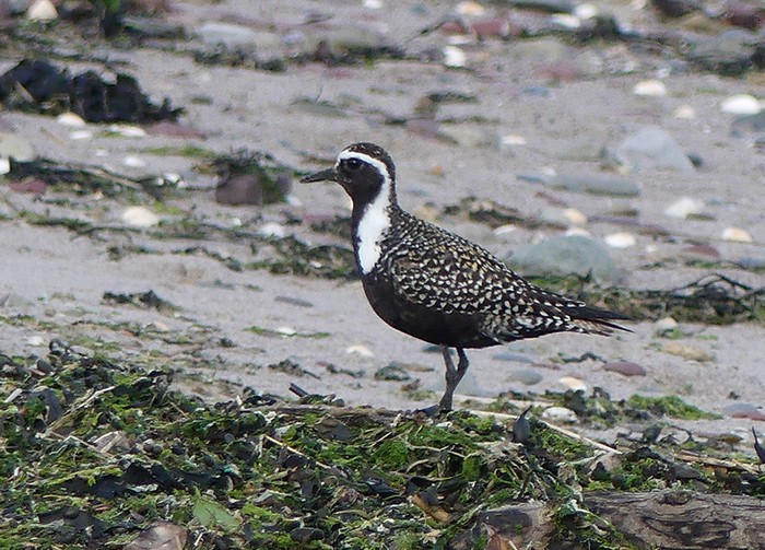 American Golden Plover