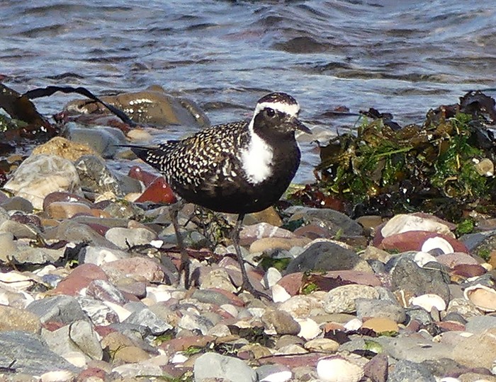 American Golden Plover