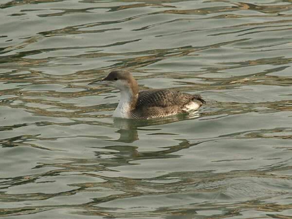Black-throated Diver