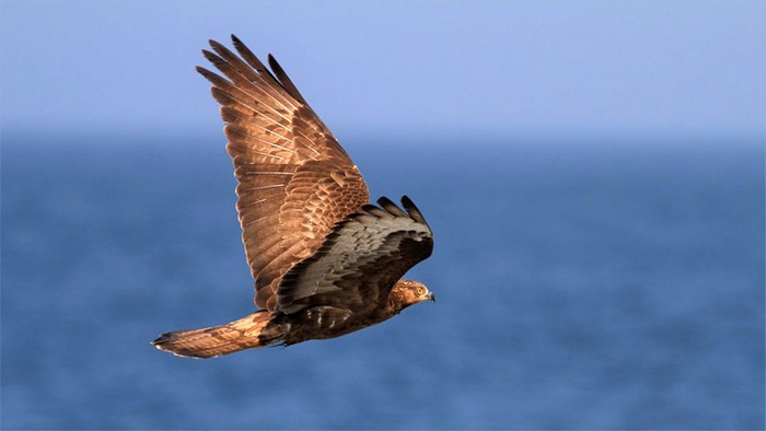 Honey Buzzard