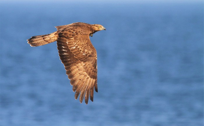 Honey Buzzard