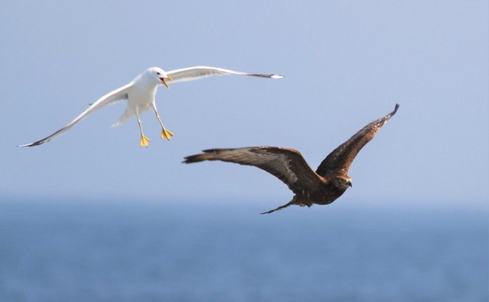 Honey Buzzard