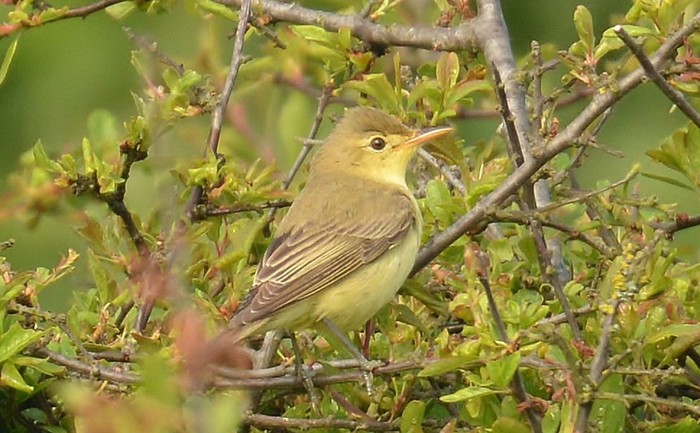 Icterine Warbler