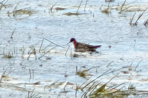 Red-necked Phalarope