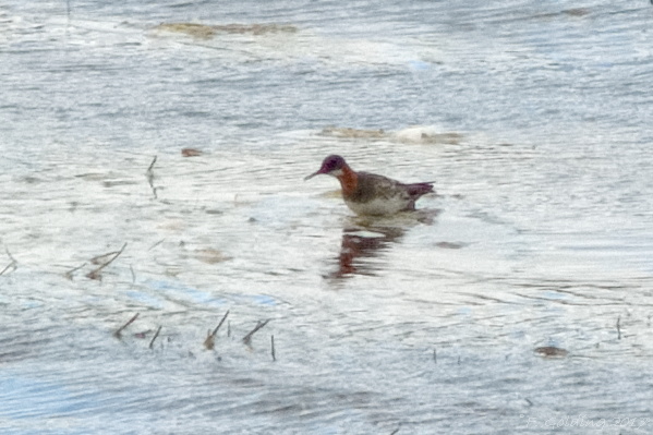Red-necked Phalarope