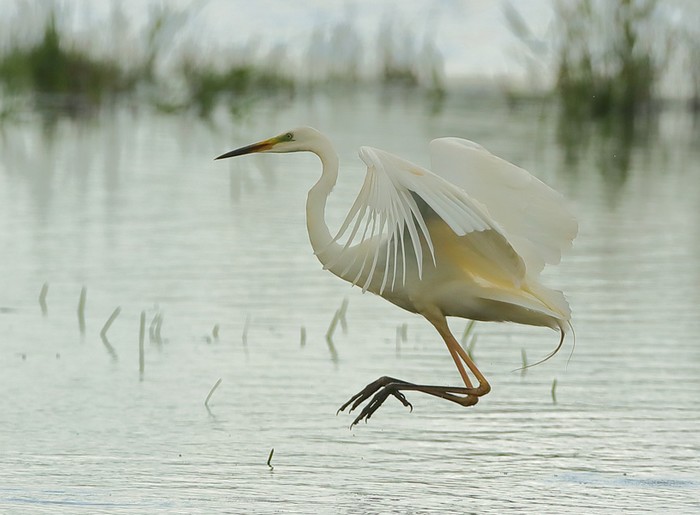 Great White Egret