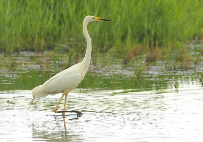 Great White Egret