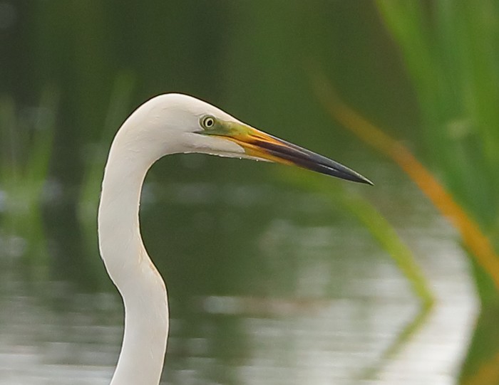 Great White Egret