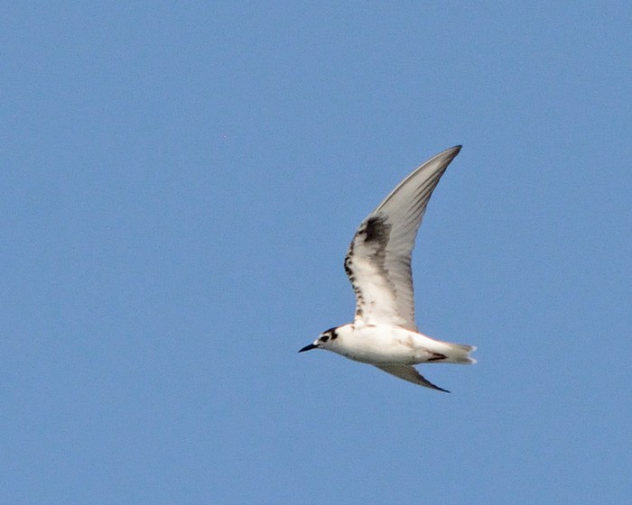 White-winged Black Tern