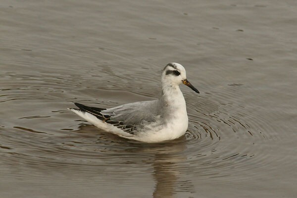Grey Phalarope