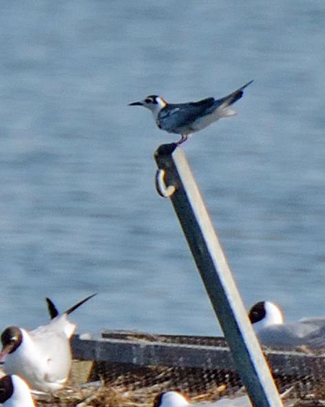 White-winged Black Tern