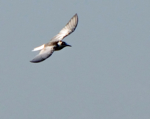 White-winged Black Tern