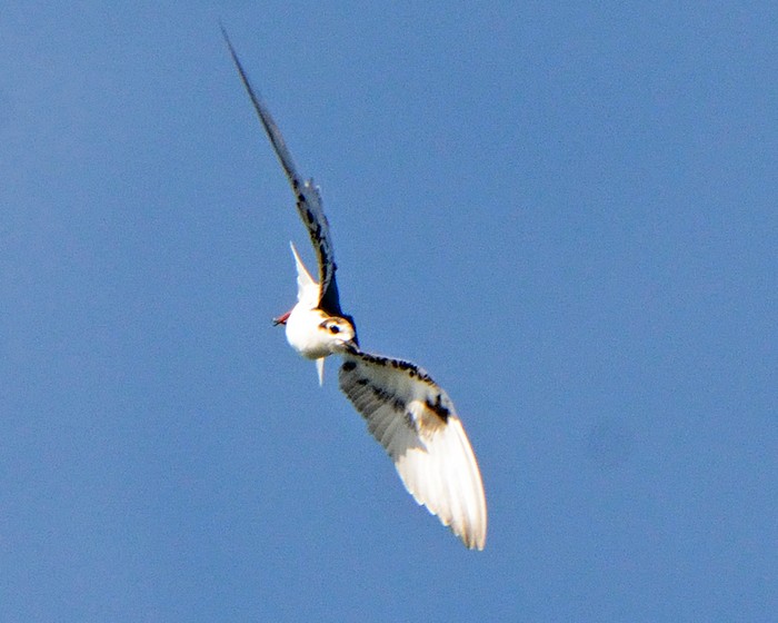 White-winged Black Tern