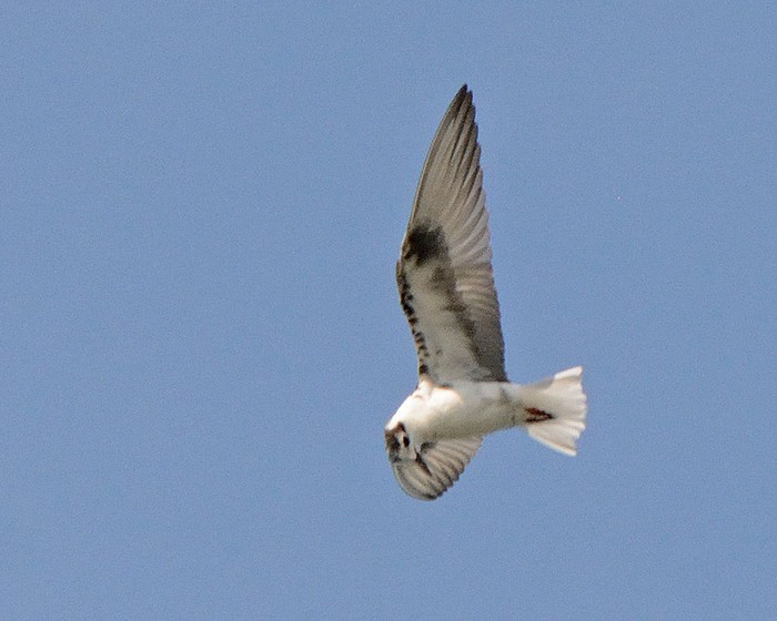 White-winged Black Tern