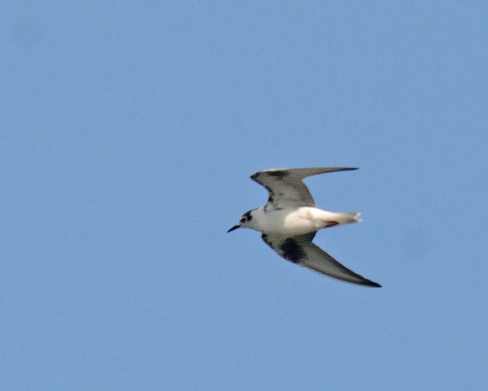 White-winged Black Tern