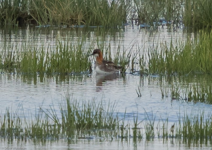 Red-necked Phalarope