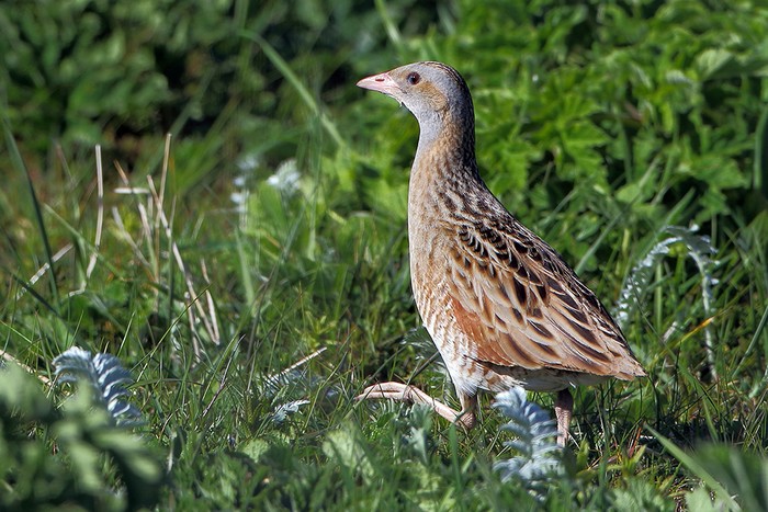 Corncrake