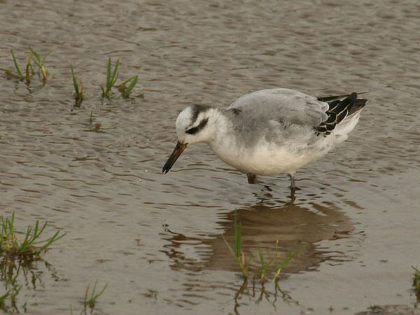 Grey Phalarope