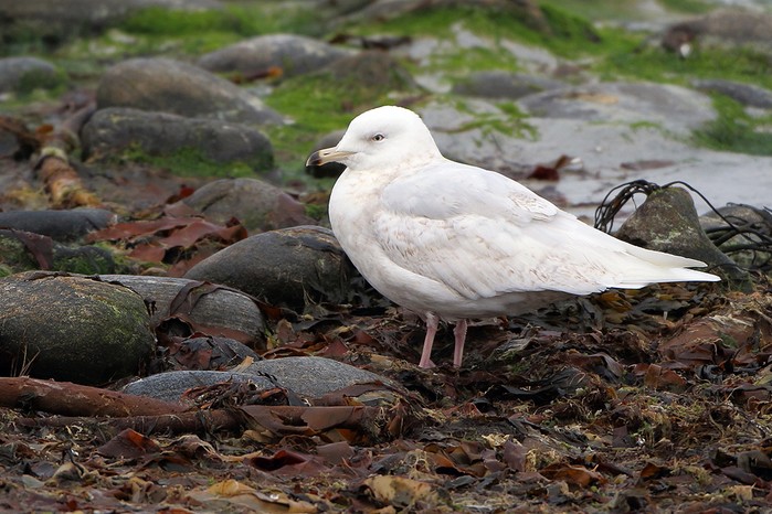 Iceland Gull