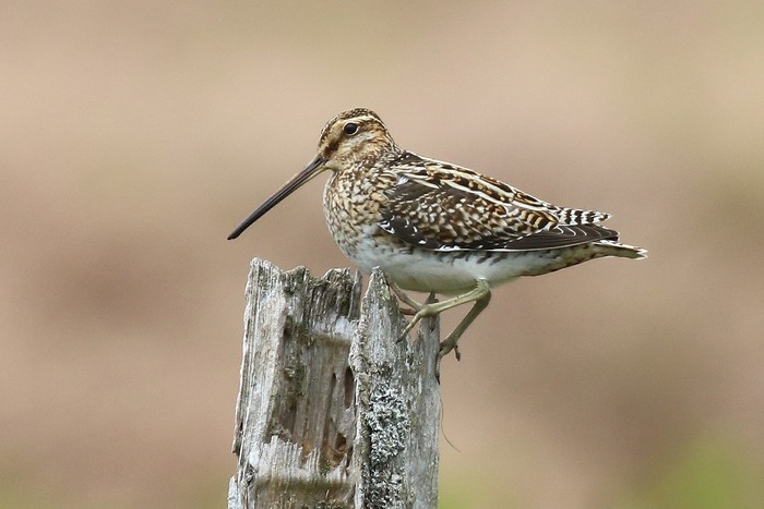 Snipe