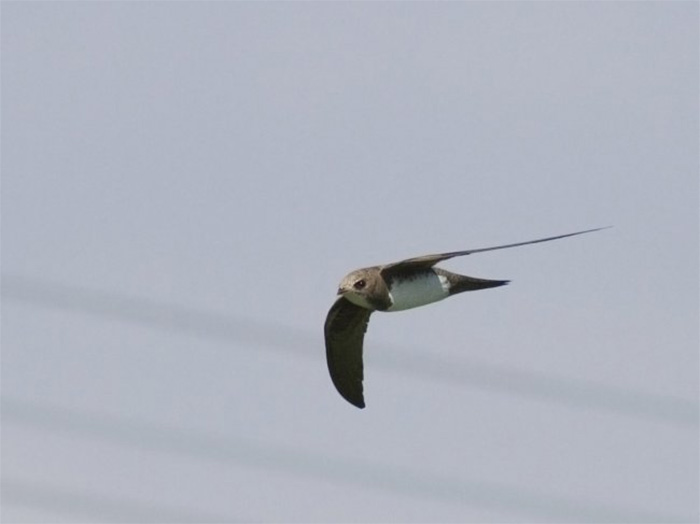 Alpine Swift