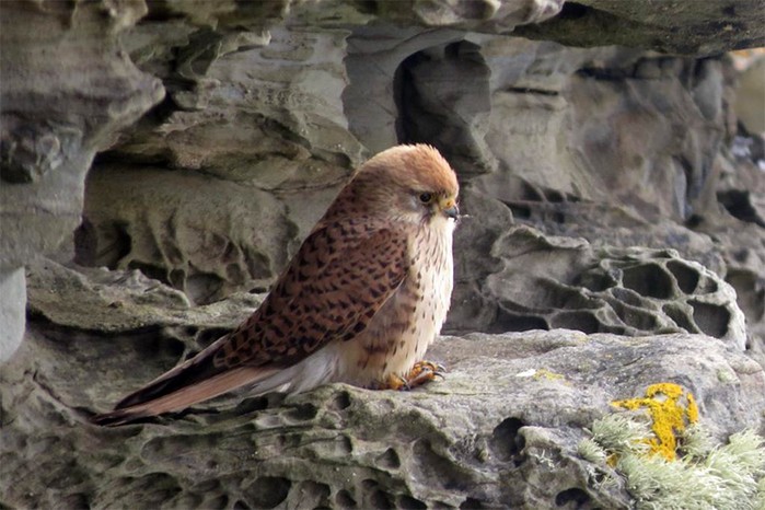 Lesser Kestrel
