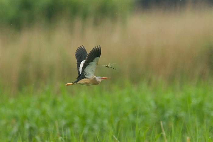 Little Bittern
