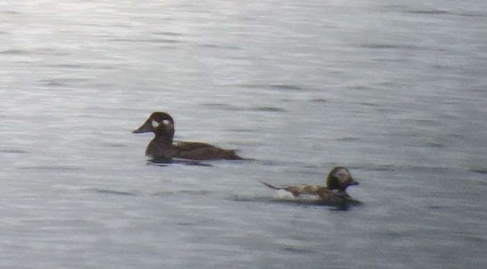 Surf Scoter