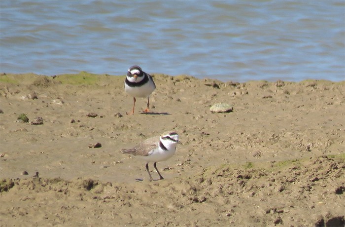Kentish Plover