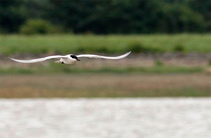 Gull-billed Tern