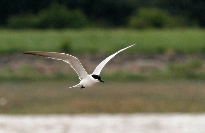 Gull-billed Tern