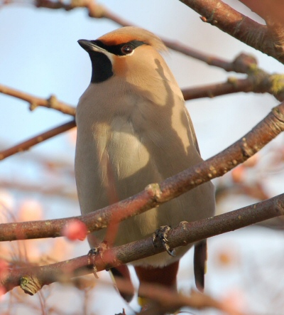 Waxwing