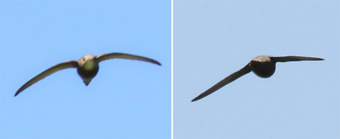 Pallid Swift