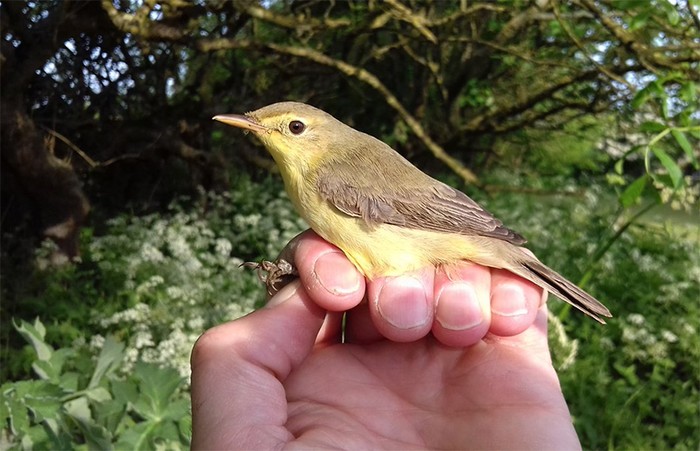 Melodious Warbler