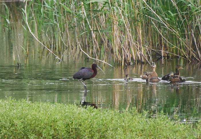 Glossy Ibis