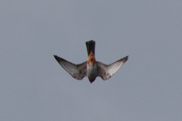 Red-footed Falcon