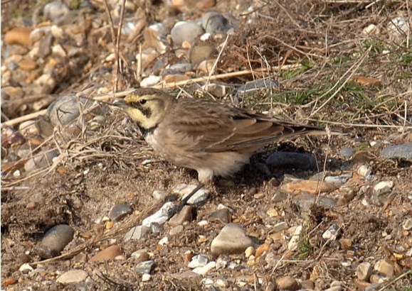 Shorelark