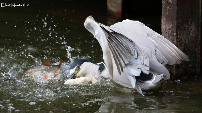 American Night Heron