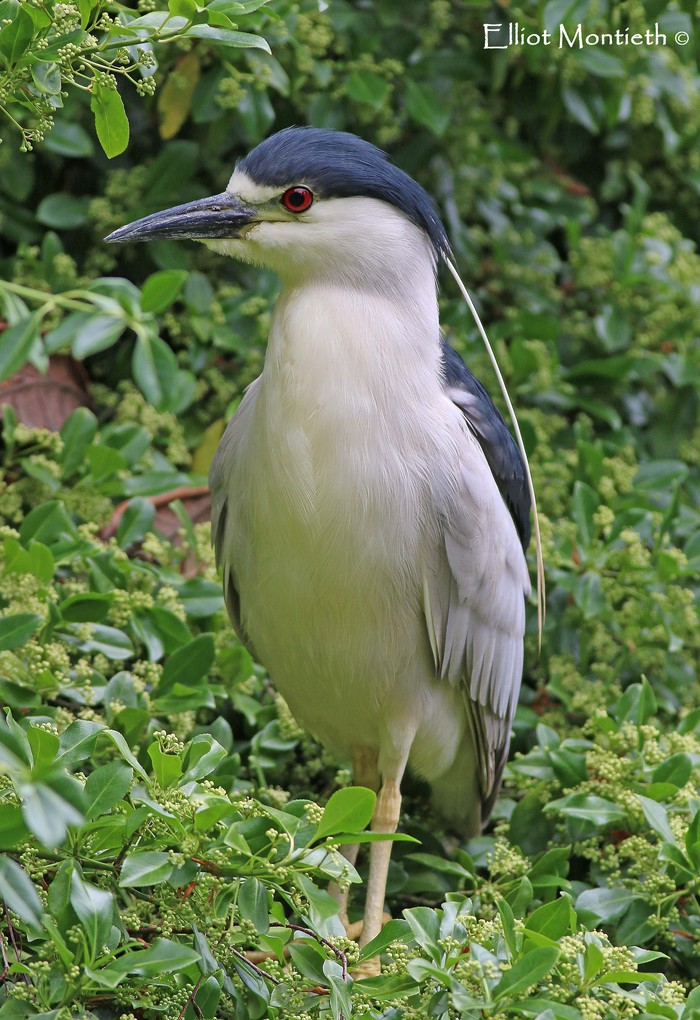 American Night Heron