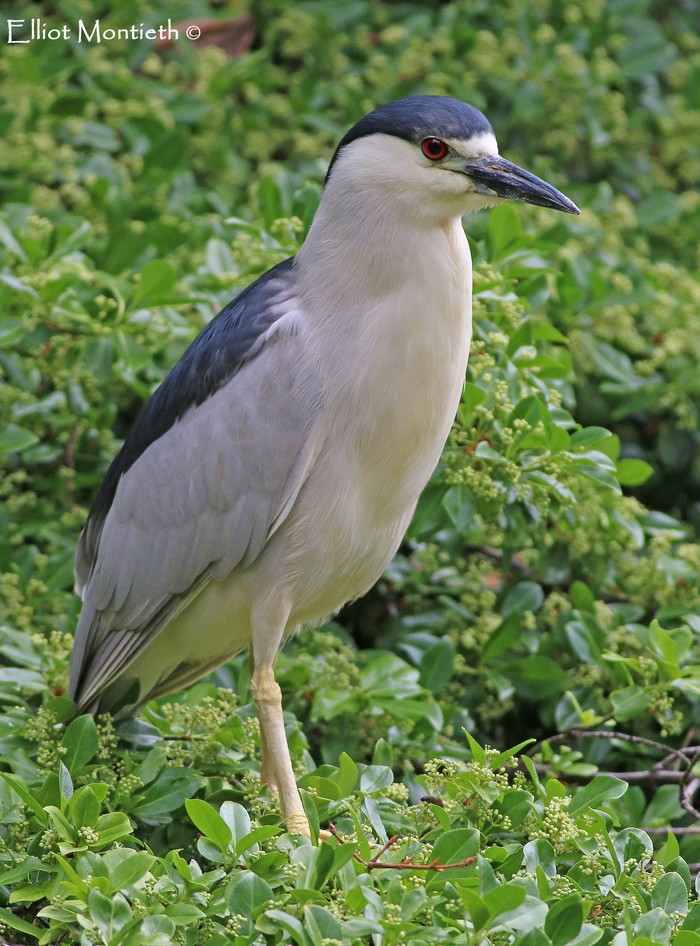 American Night Heron