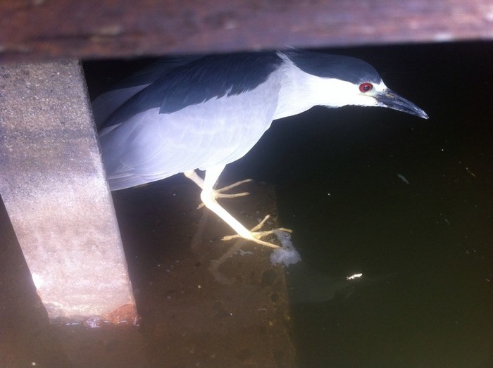 Night Heron