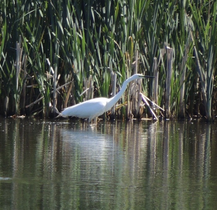 Great White Egret