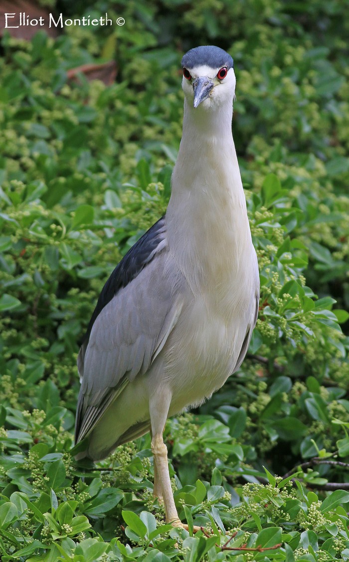 American Night Heron