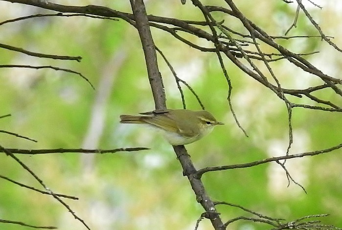 Greenish Warbler