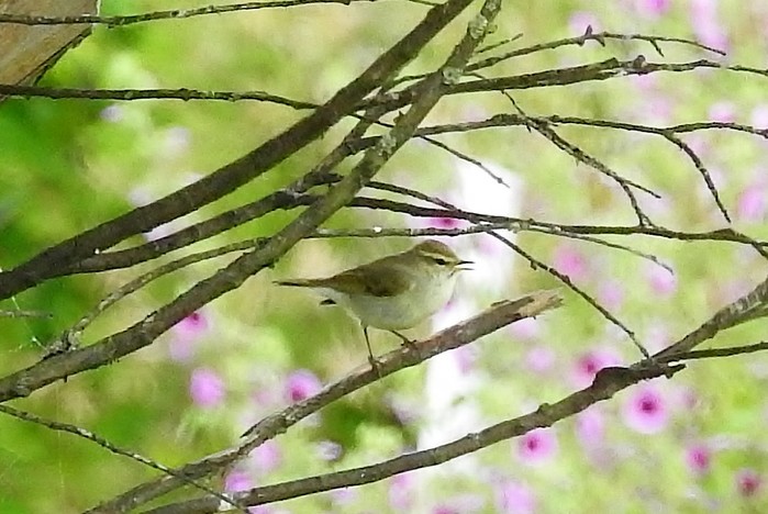 Greenish Warbler