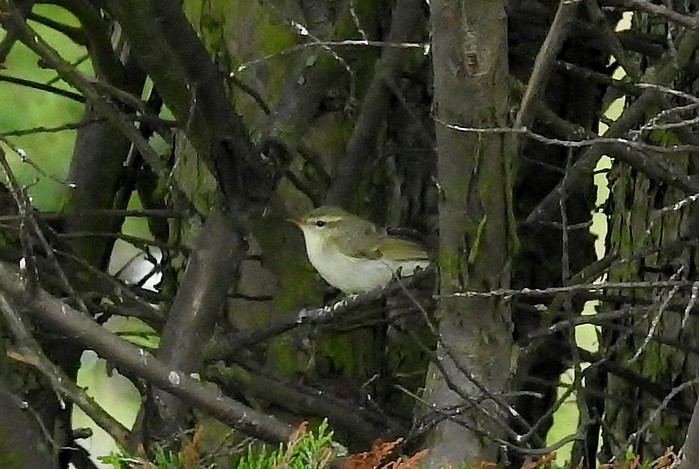 Greenish Warbler